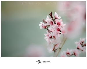 DCS_5542