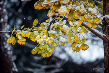 _DCS2181