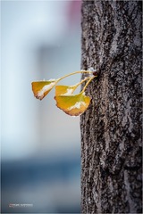 _DCS2200