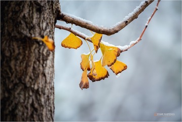 _DCS2214