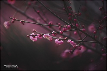 _DCS2662