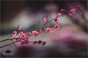 _DCS2663