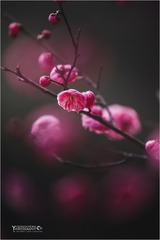 _DCS2664