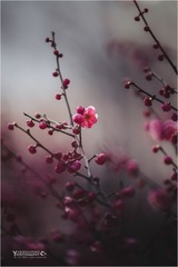 _DCS2665