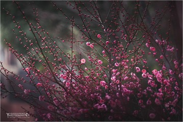 _DCS2673