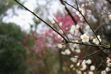 普陀山-白梅