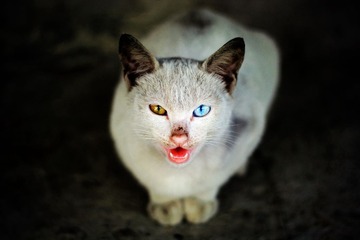 魔眼