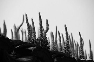 DSC05801.JPG