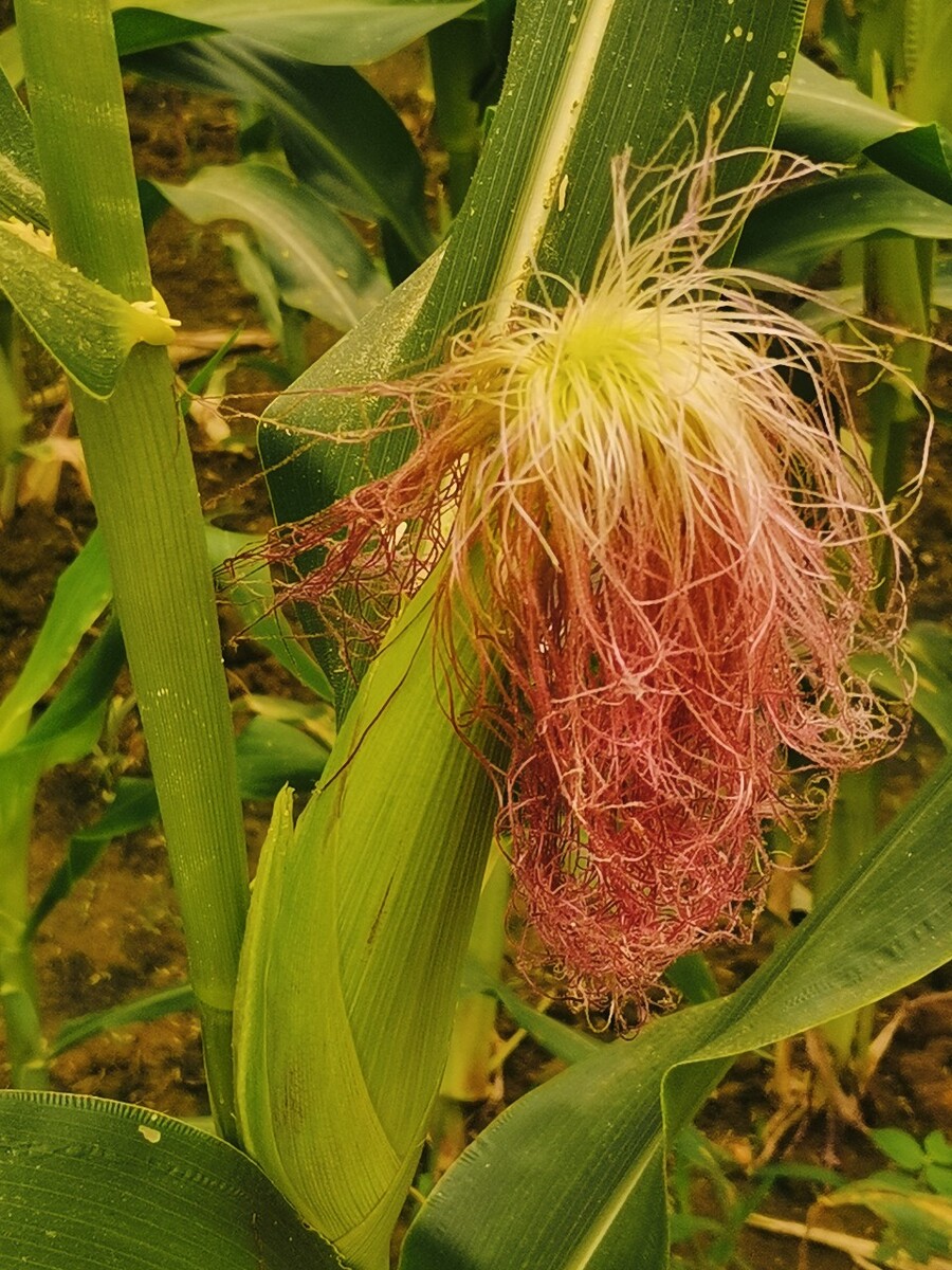 玉米