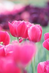 IMGP7052-1.jpg