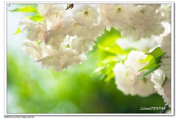 IMGP3784-1