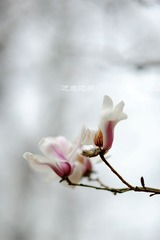 DSC_2344－1.jpg