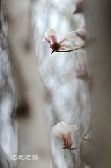DSC_2388-1.jpg