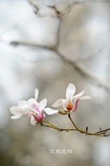 DSC_2340－1.JPG