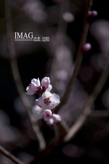 桃花1
