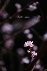 桃花2
