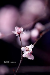 桃花3