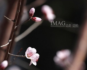 桃花4