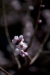桃花5