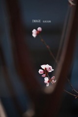 桃花6