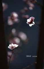桃花7