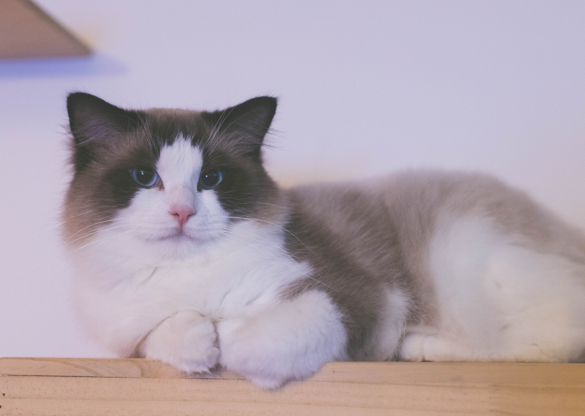 可爱又治愈的布偶猫
