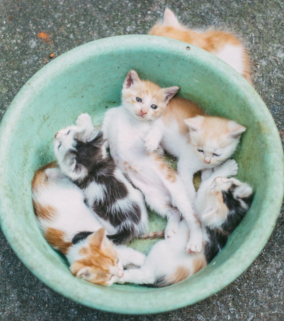 快到碗裏來啊。<br />
<br />
你才到碗裏去，<br />
<br />
在吵萌你一臉。