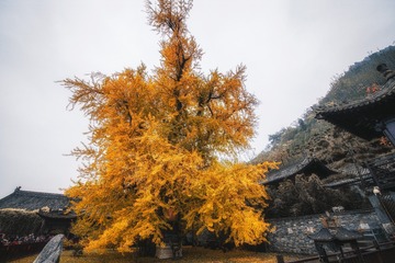 《千年银杏树》