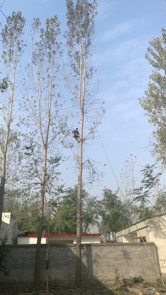 出树可遇不可求的河南农村街头技术活