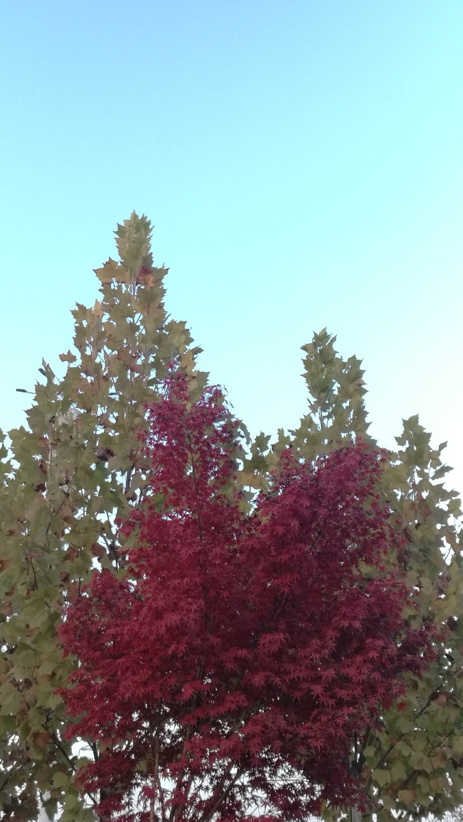 冬日洛阳街头花千树风景这边独好缺的只有一起看风景的人