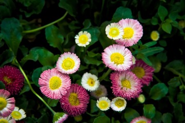 DSC07533_DxO