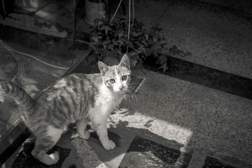 DSC08269DNG