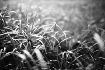 DPP_0435