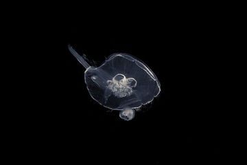 DPP_0729