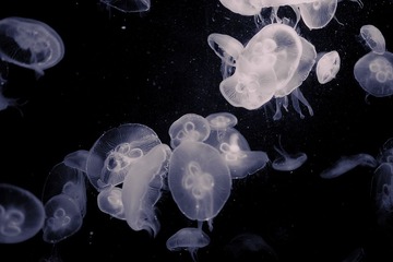 DPP_0730