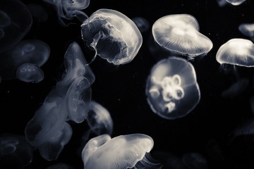 DPP_0736