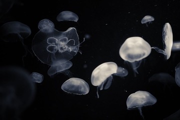 DPP_0740