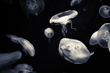 DPP_0741