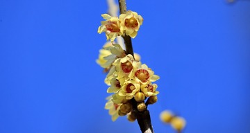 DPP_1731 