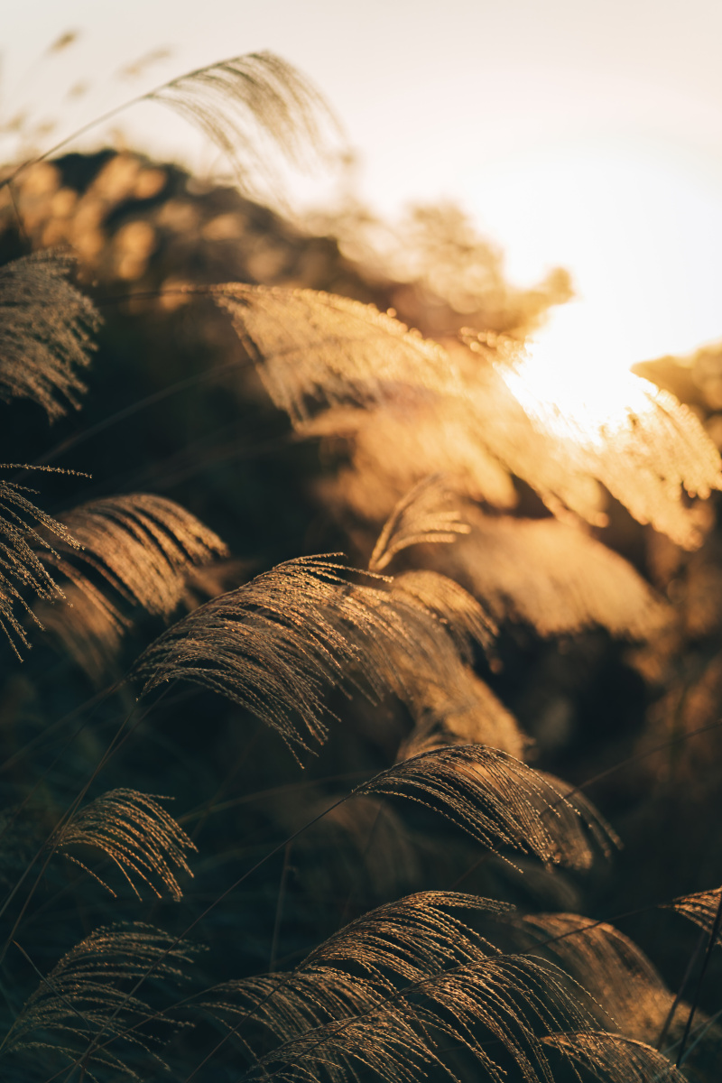 夕阳下的芦苇荡