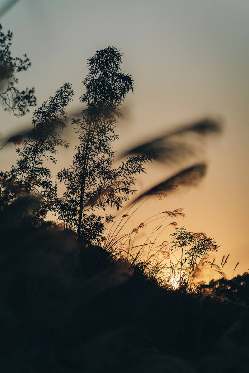夕阳下的芦苇荡