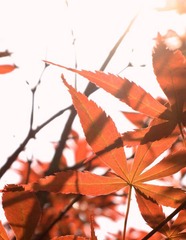 初春之枫