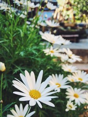 菊