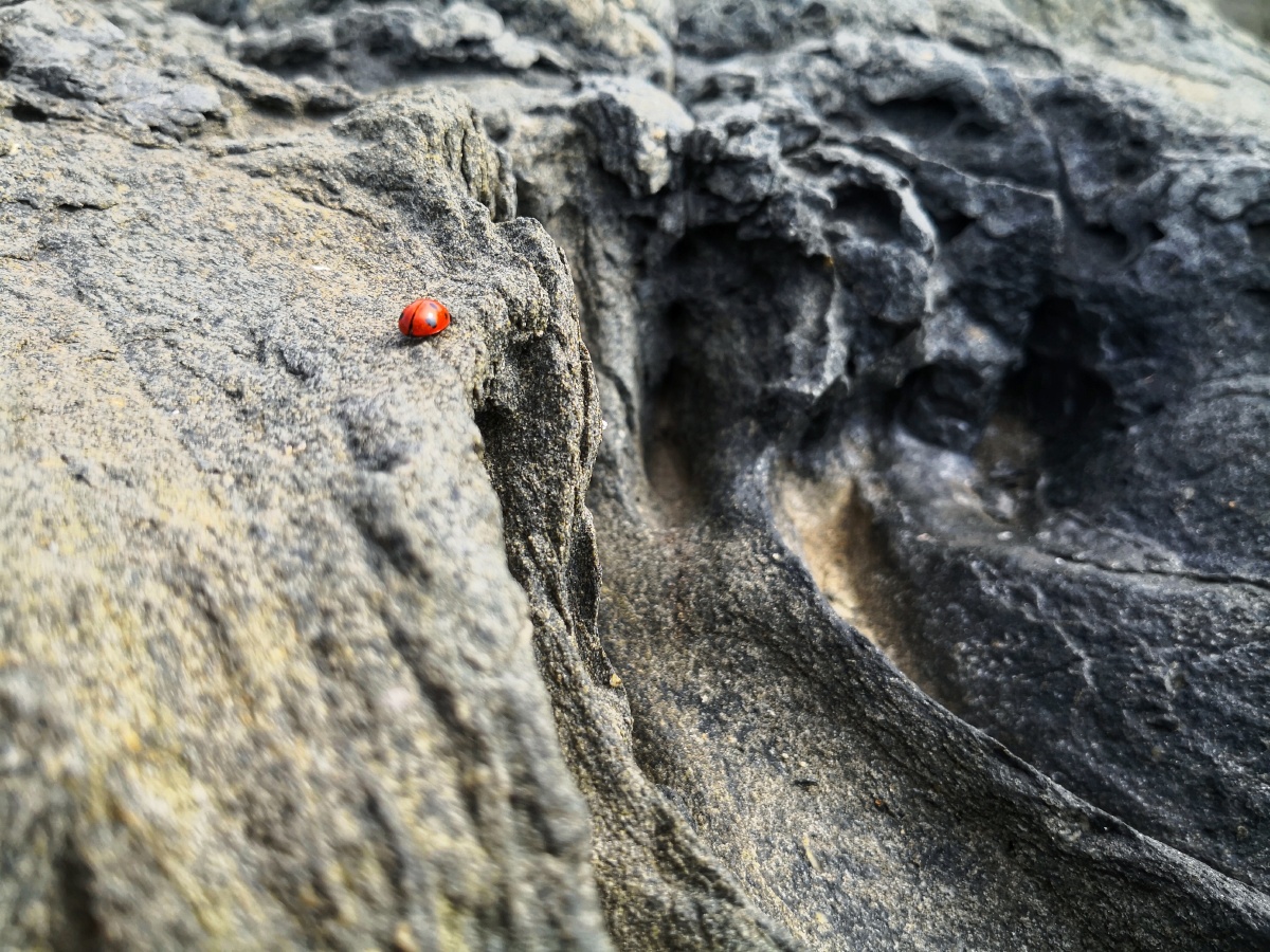 觉华岛怪石滩虫趣