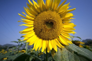 IMG_7411.jpg