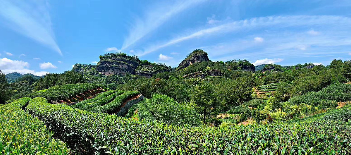 武夷山茶园 岩茶马头岩功夫茶自然生态 三仰峰