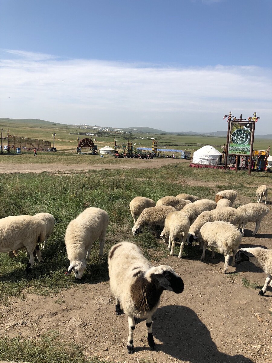 内蒙古养殖视频播放,内蒙古十镇各有特色养殖业发展迅猛