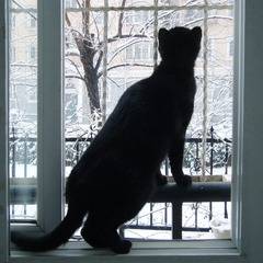 哇!下雪了.