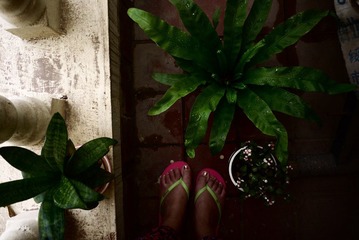 花草