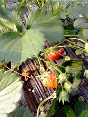 IMG01936.jpg